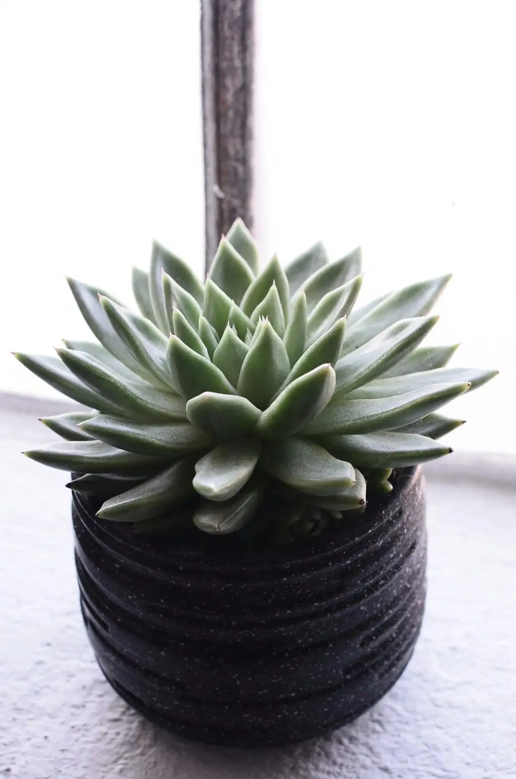 Echeveria elegans backlit window halo