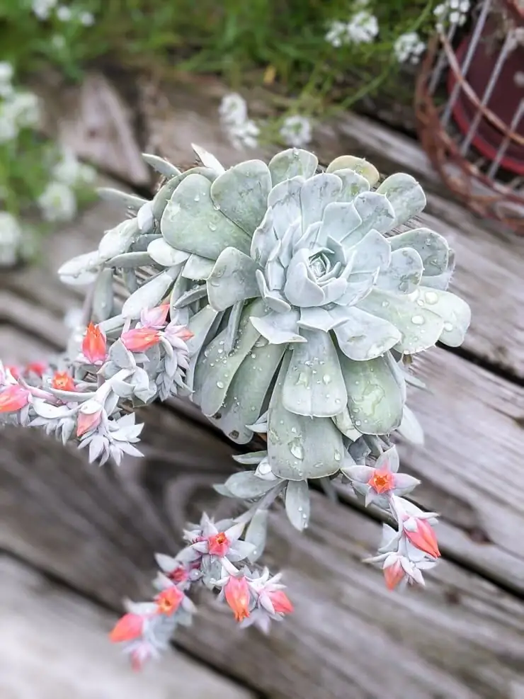 Echeveria elegans flowering stalks close-up