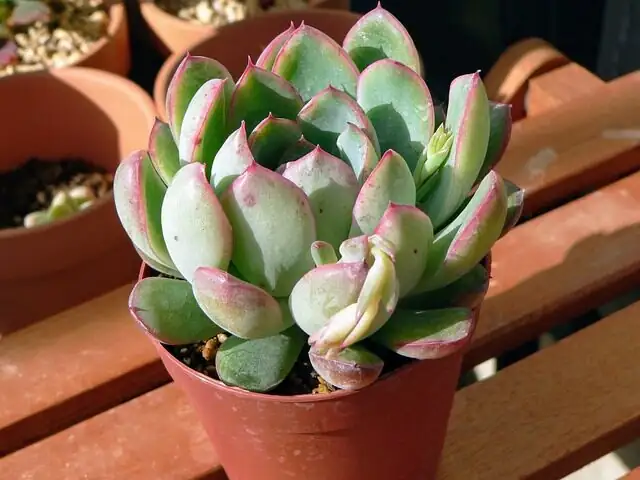 Gritty Glam: Build a No-Fuss Succulent Bowl—Who Pairs Best with Echeveria elegans?