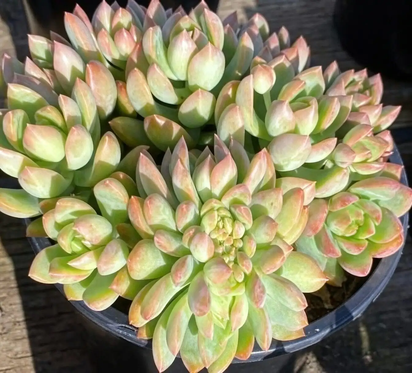 Echeveria elegans with sedum cascade
