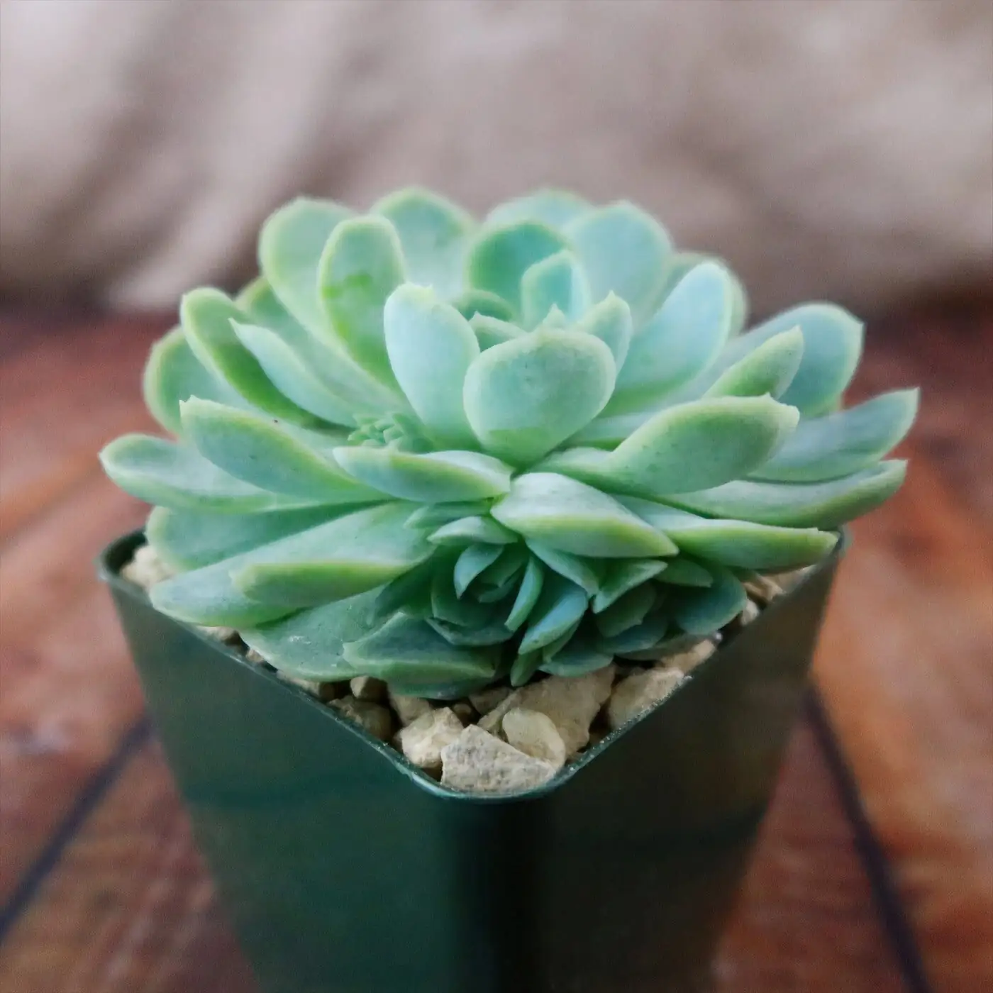 Echeveria elegans with haworthia rock shade