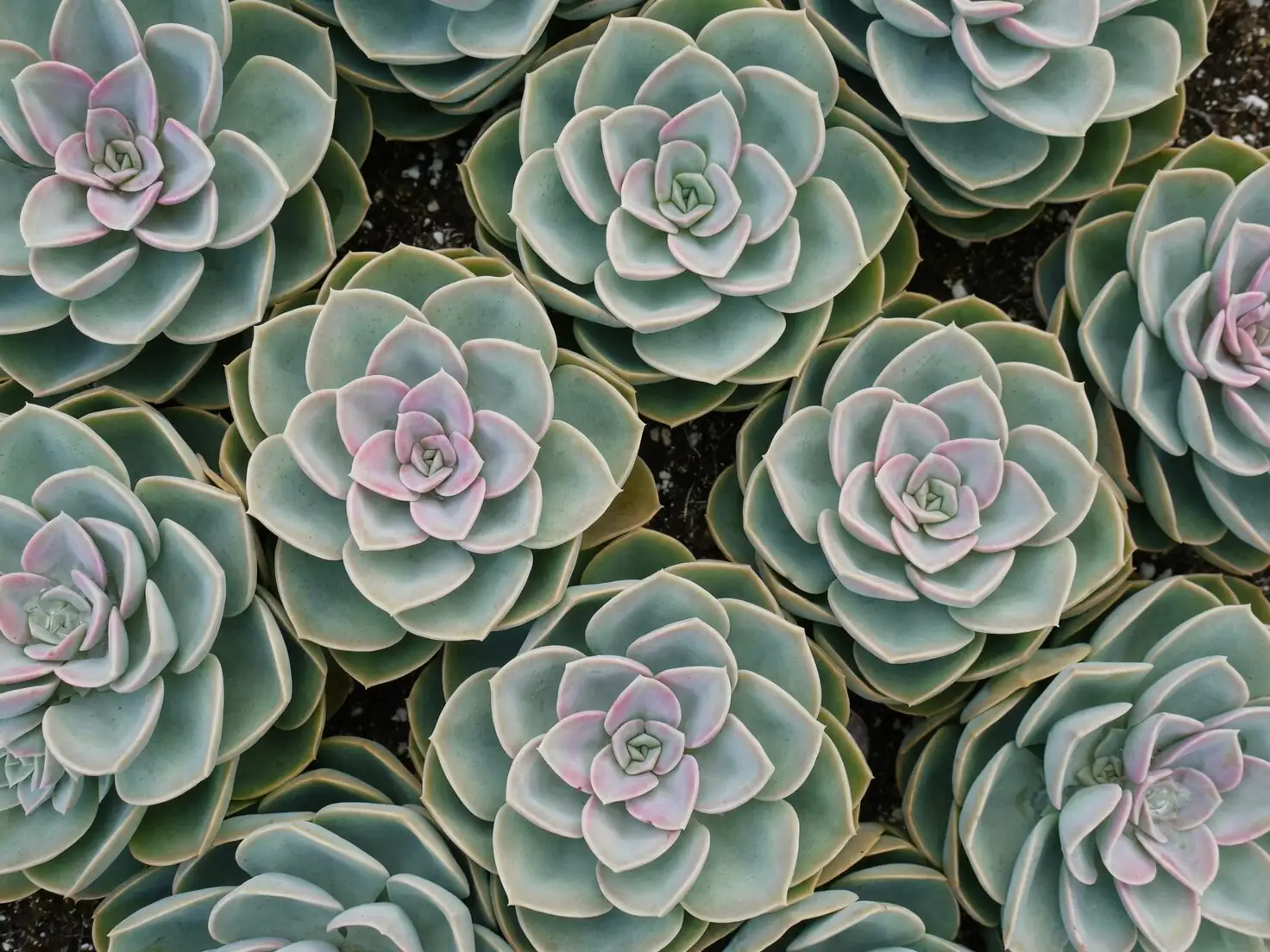 The Year of the Snowball: A Month-by-Month Care Calendar (Repot, Bloom, Rest)