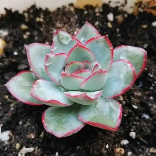 echeveria elegans watering at soil