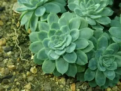 echeveria elegans repotting terracotta