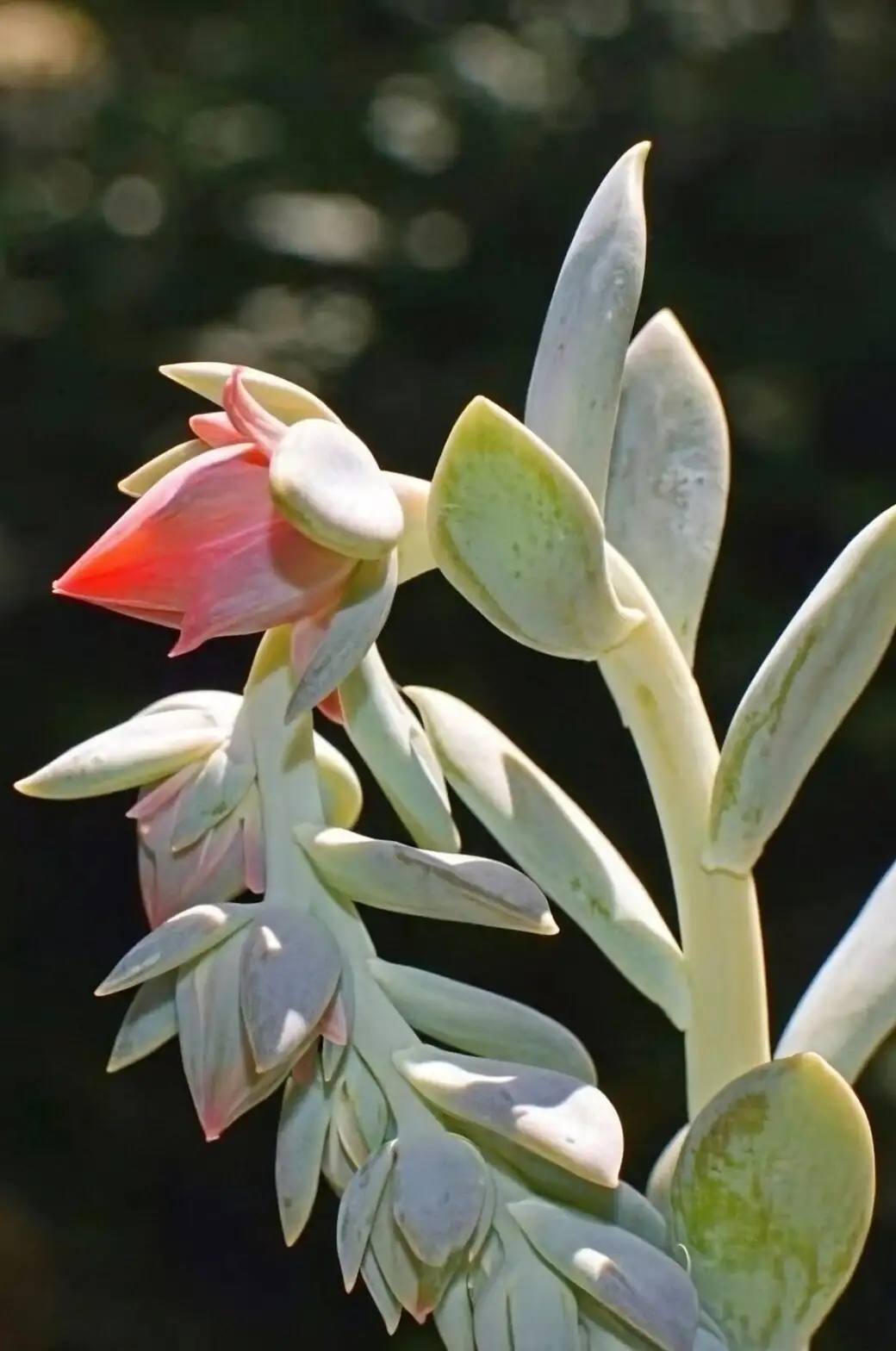 echeveria elegans flower stalk close-up
