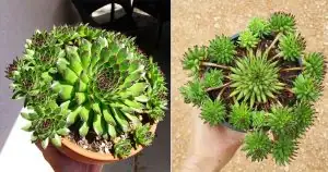 echeveria elegans leaf propagation pups
