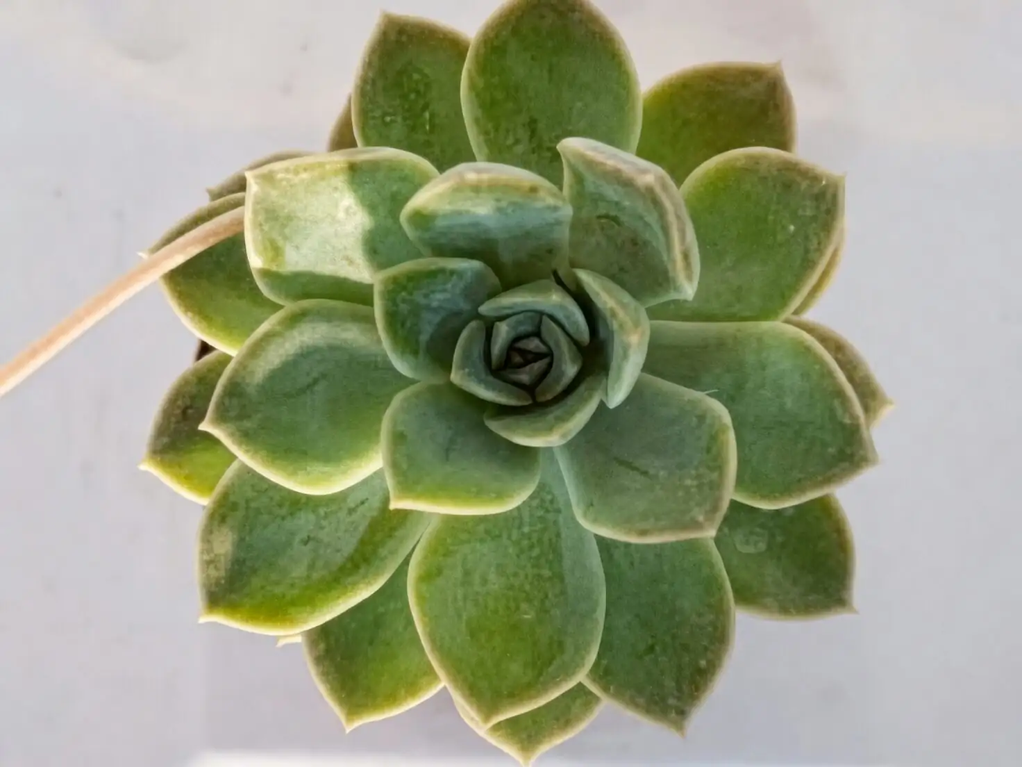 Echeveria elegans top-down mandala