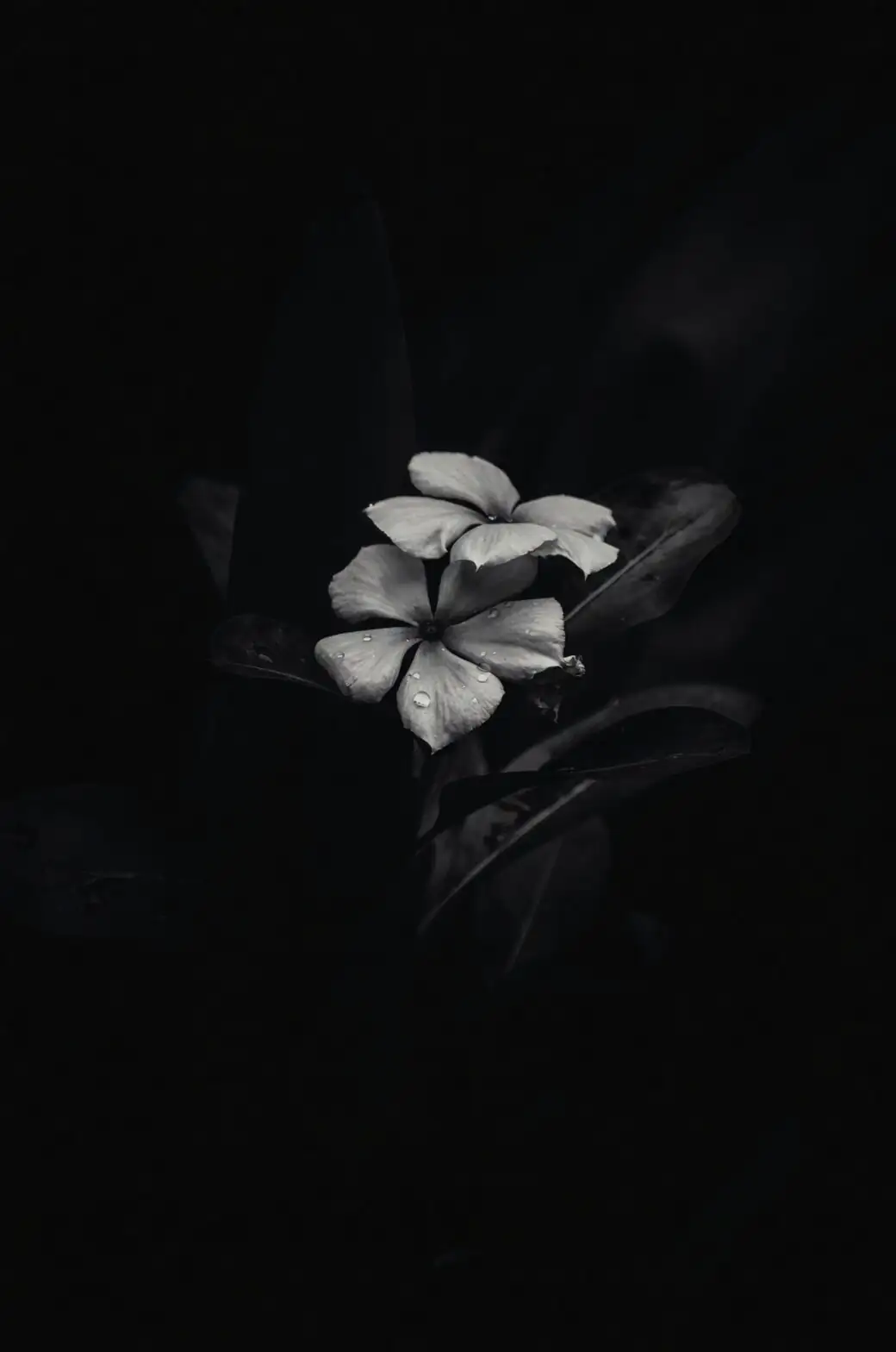 Echeveria elegans matte charcoal background