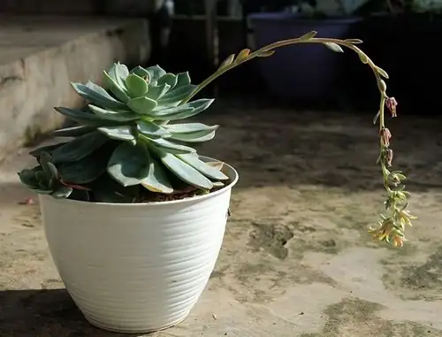 Echeveria elegans bloom backlight
