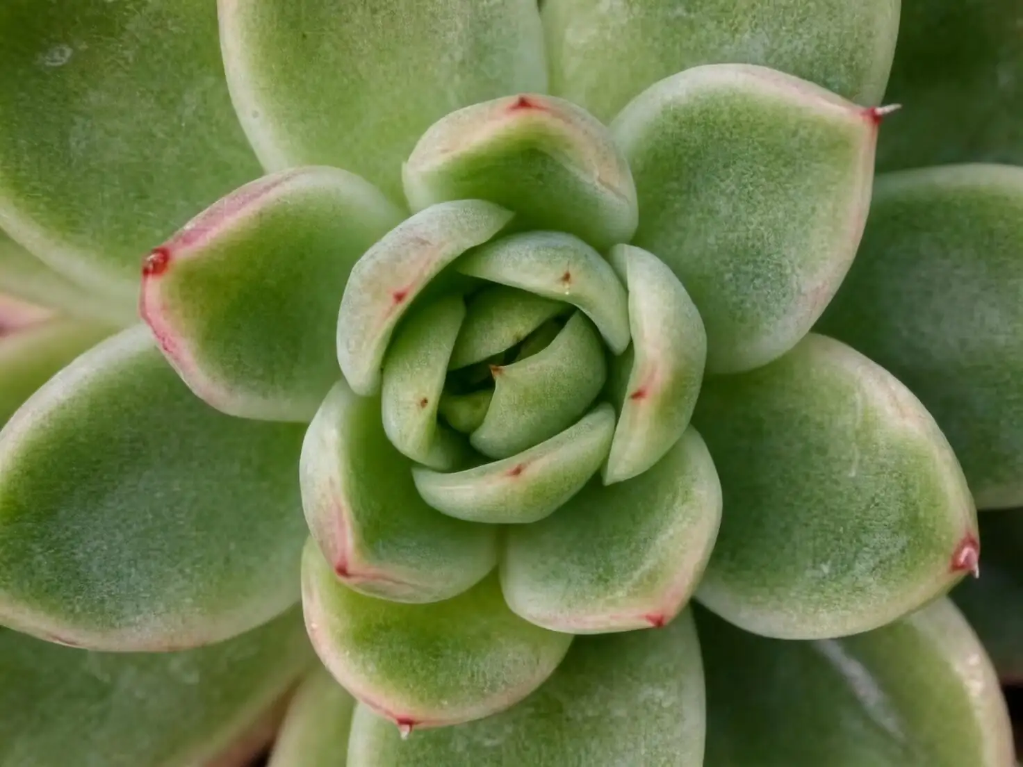 echeveria leaf spot close-up