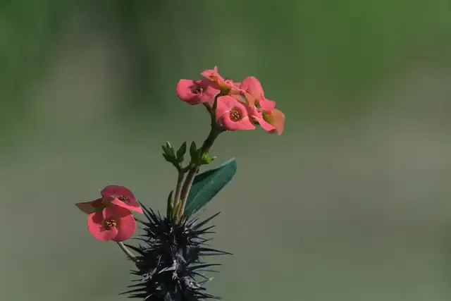 Sun-Loving, Water-Shy: Crack the Care Code for Red Coral Spurge