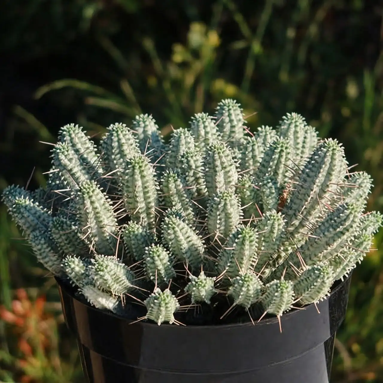 Euphorbia mammillaris south window sunlight