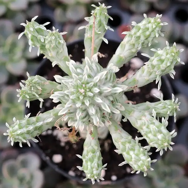 Euphorbia mammillaris pruning gloves sap