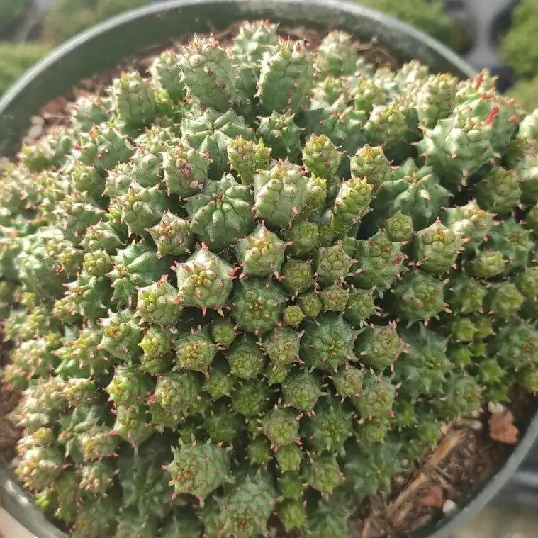 Spot the Sneak Attack: Beating Mealybugs, Scale, and Rot on ‘Corn Cob’ Euphorbia