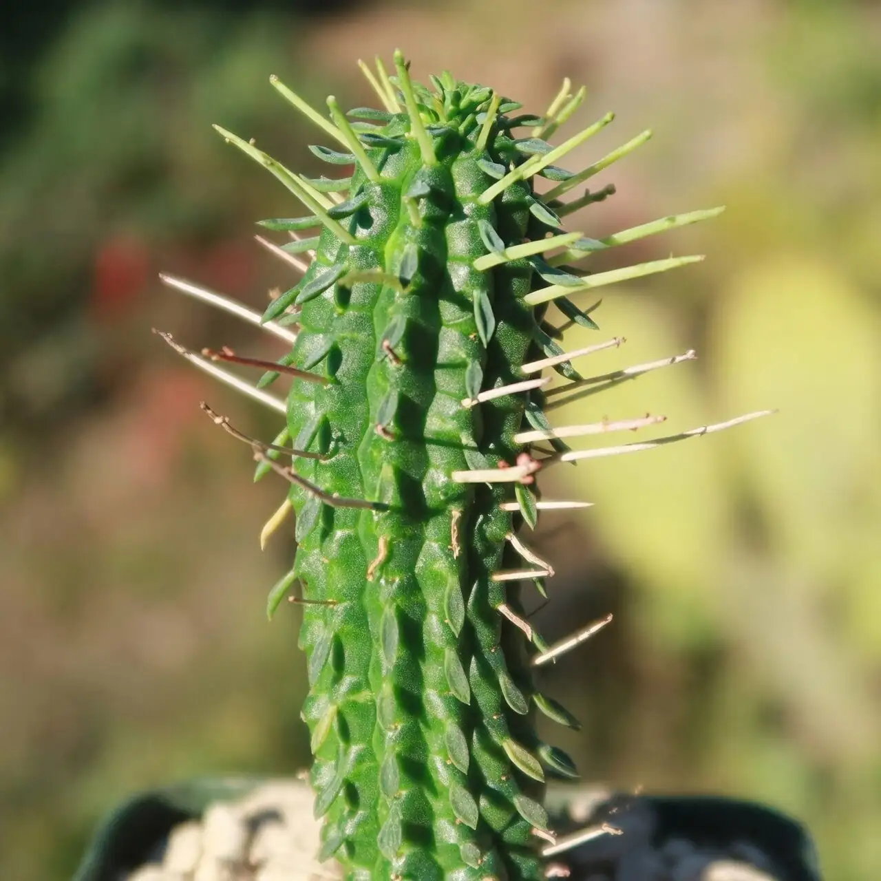 euphorbia mammillaris mealybugs close-up