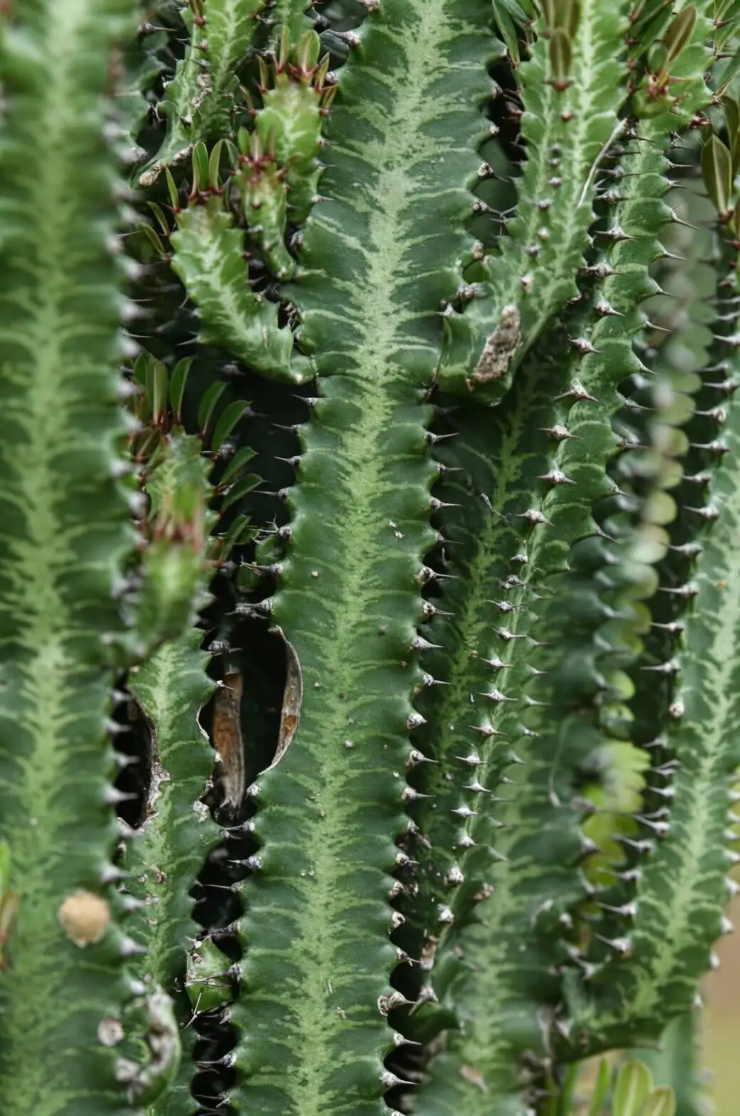 euphorbia mammillaris scale insects close-up