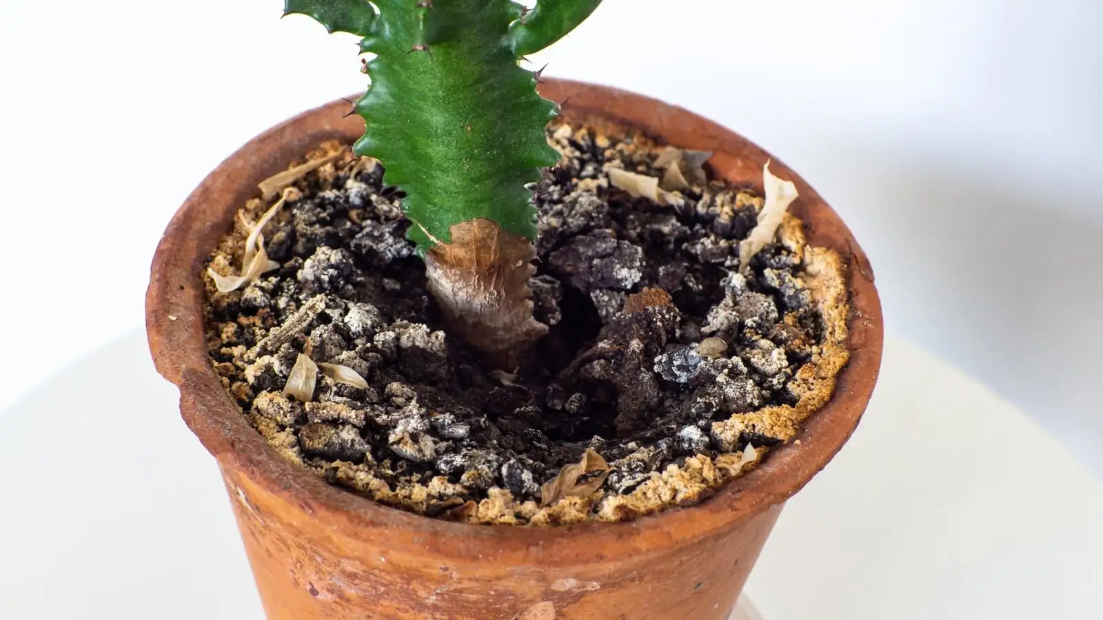 euphorbia mammillaris root rot roots