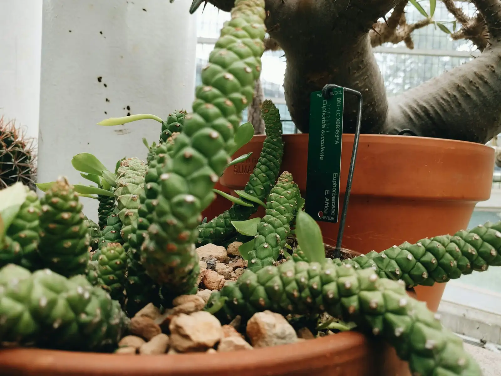 euphorbia mammillaris pumice gritty mix