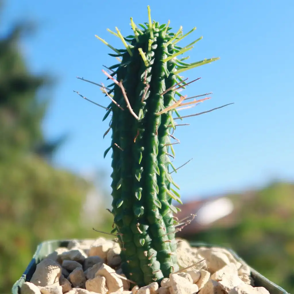 Not a Cactus?! The Wild Evolution Journey of Euphorbia mammillaris from South Africa’s Cape