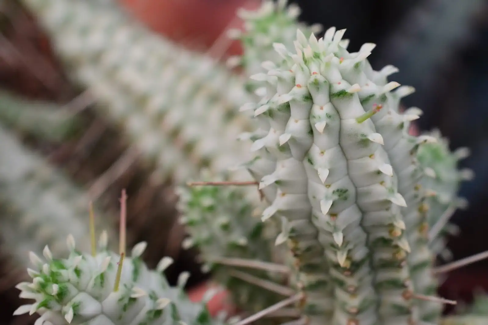 euphorbia mammillaris cyathia close-up