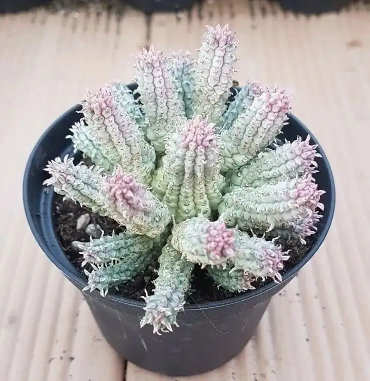 Why Does This ‘Cactus’ Bleed Milk? 7 Quirks of Red Coral Spurge You’ll Love
