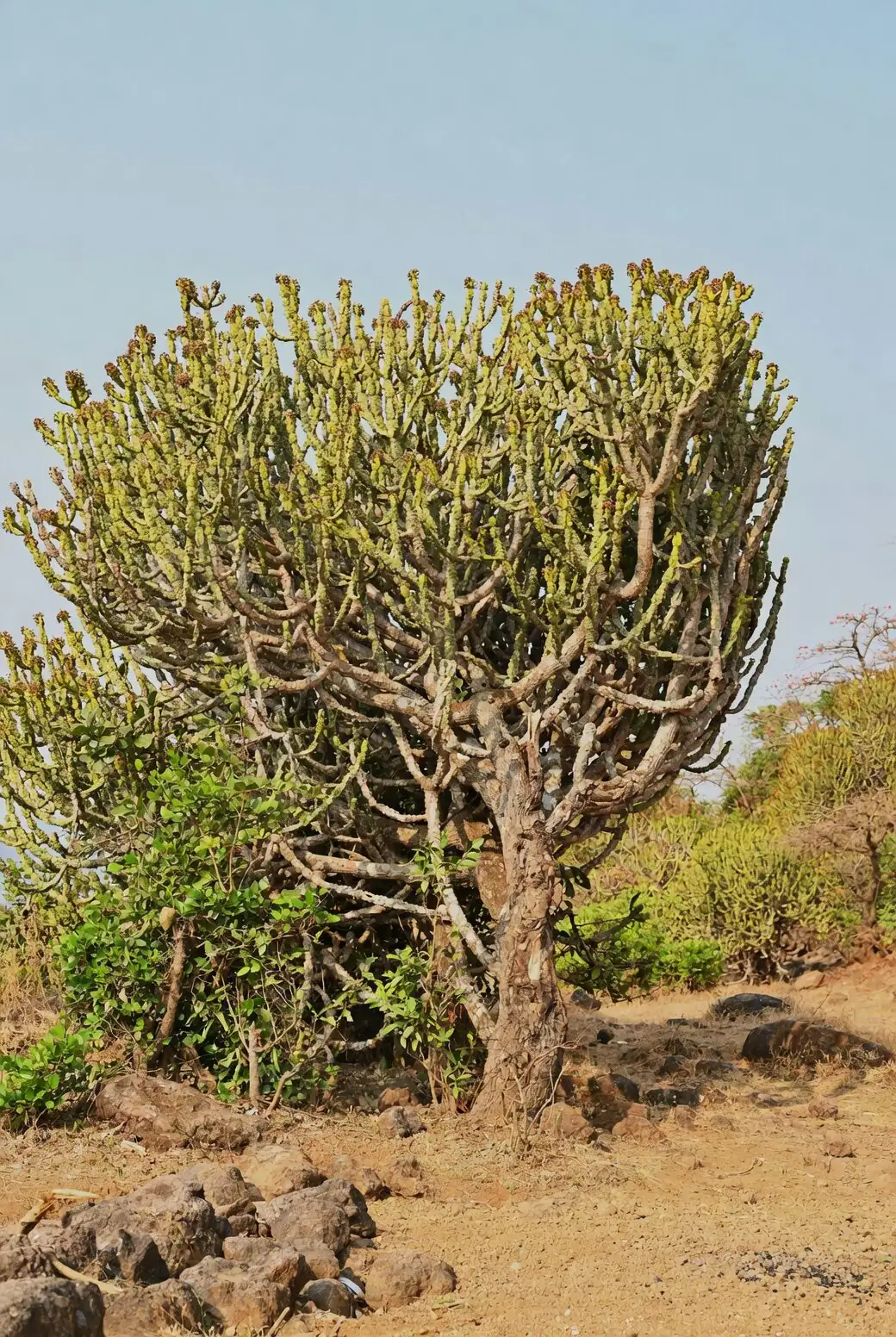 euphorbia mammillaris milky sap close-up