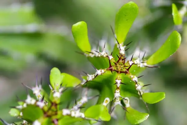 euphorbia mammillaris cyathia macro