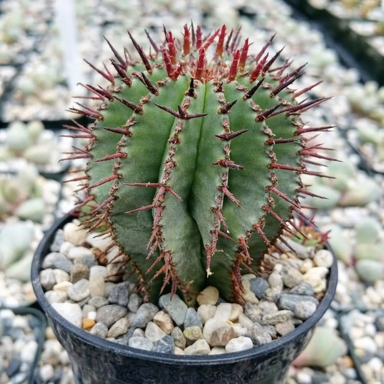 euphorbia mammillaris red spines sunlight