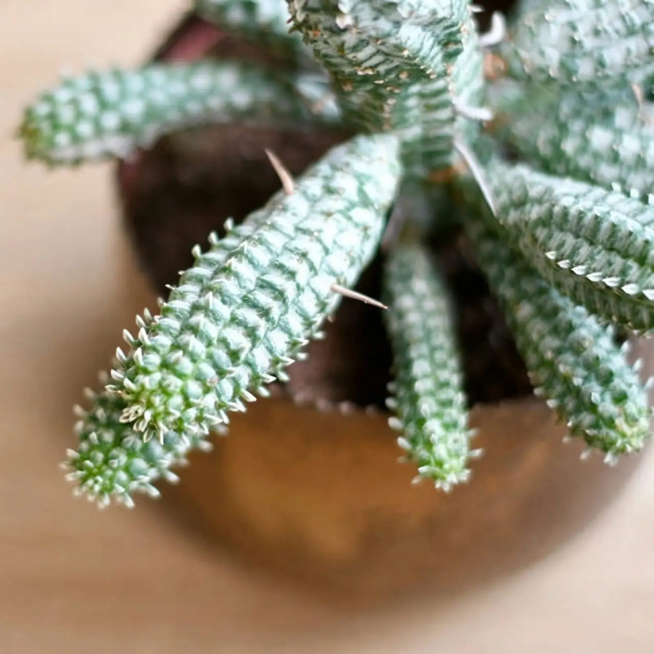 corn cob euphorbia trio windowsill
