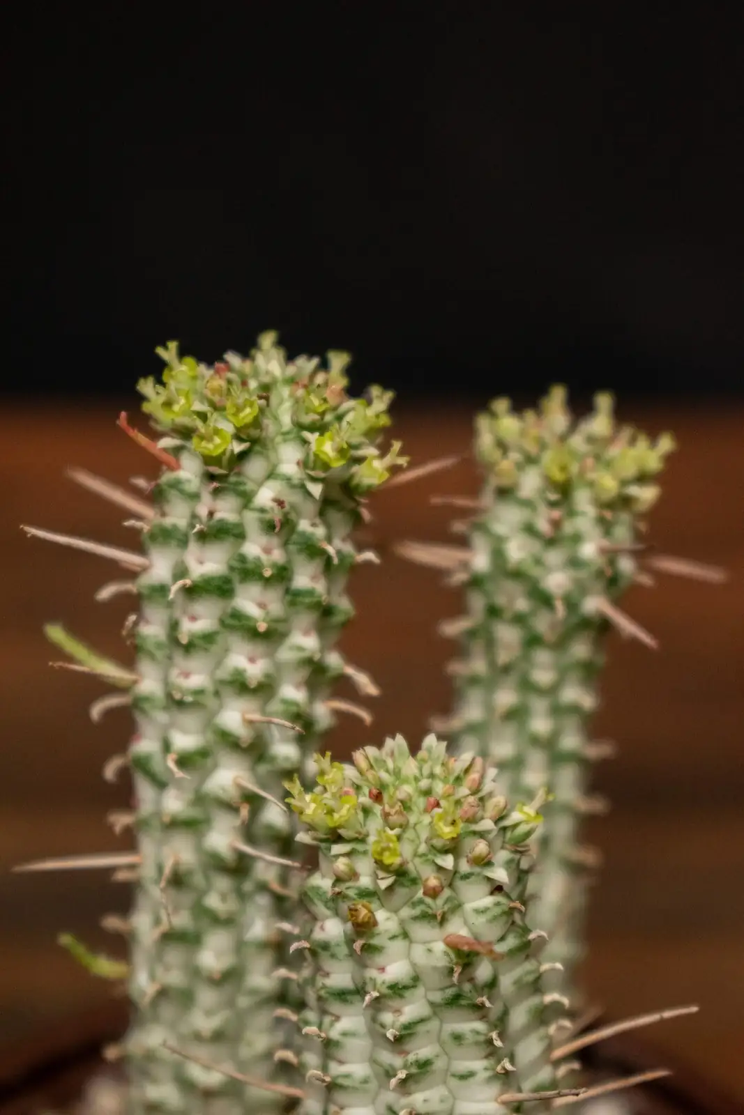 Resilience in Red: The Symbolism of Red Coral Spurge—Flower Language, Origins, and Feng Shui