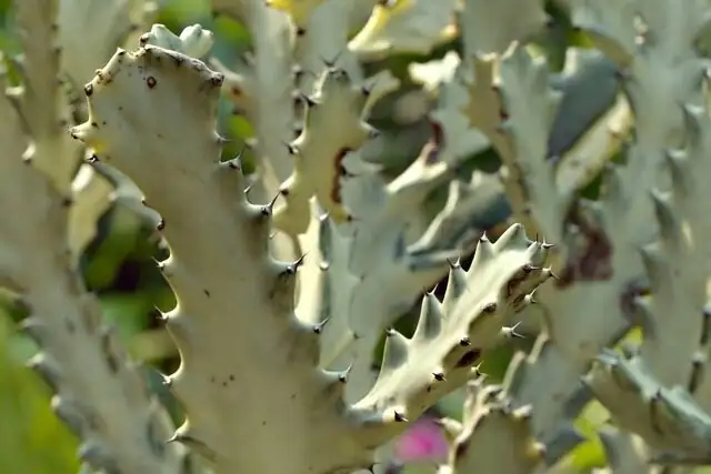 euphorbia mammillaris south window light