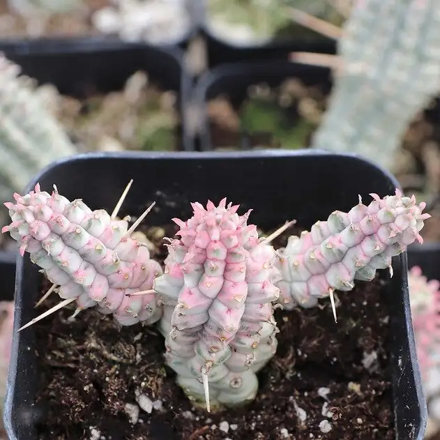 euphorbia mammillaris pruning gloves latex