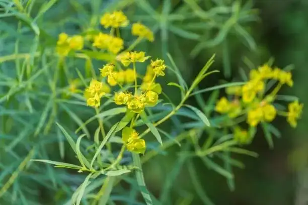 From One Cob to a Colony: A Propagation Masterclass for Euphorbia mammillaris