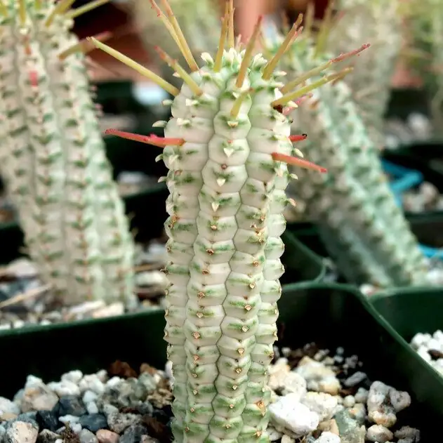 euphorbia mammillaris latex sap gloves