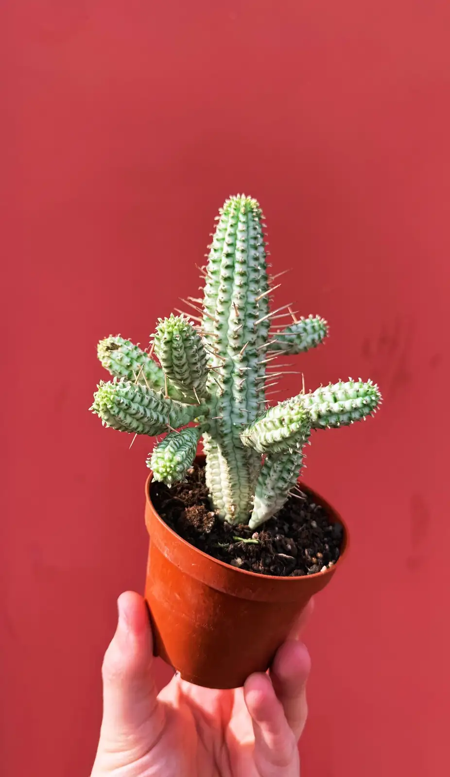Sculptural on a Sunny Sill: Style Red Coral Spurge Like a Mini Modernist