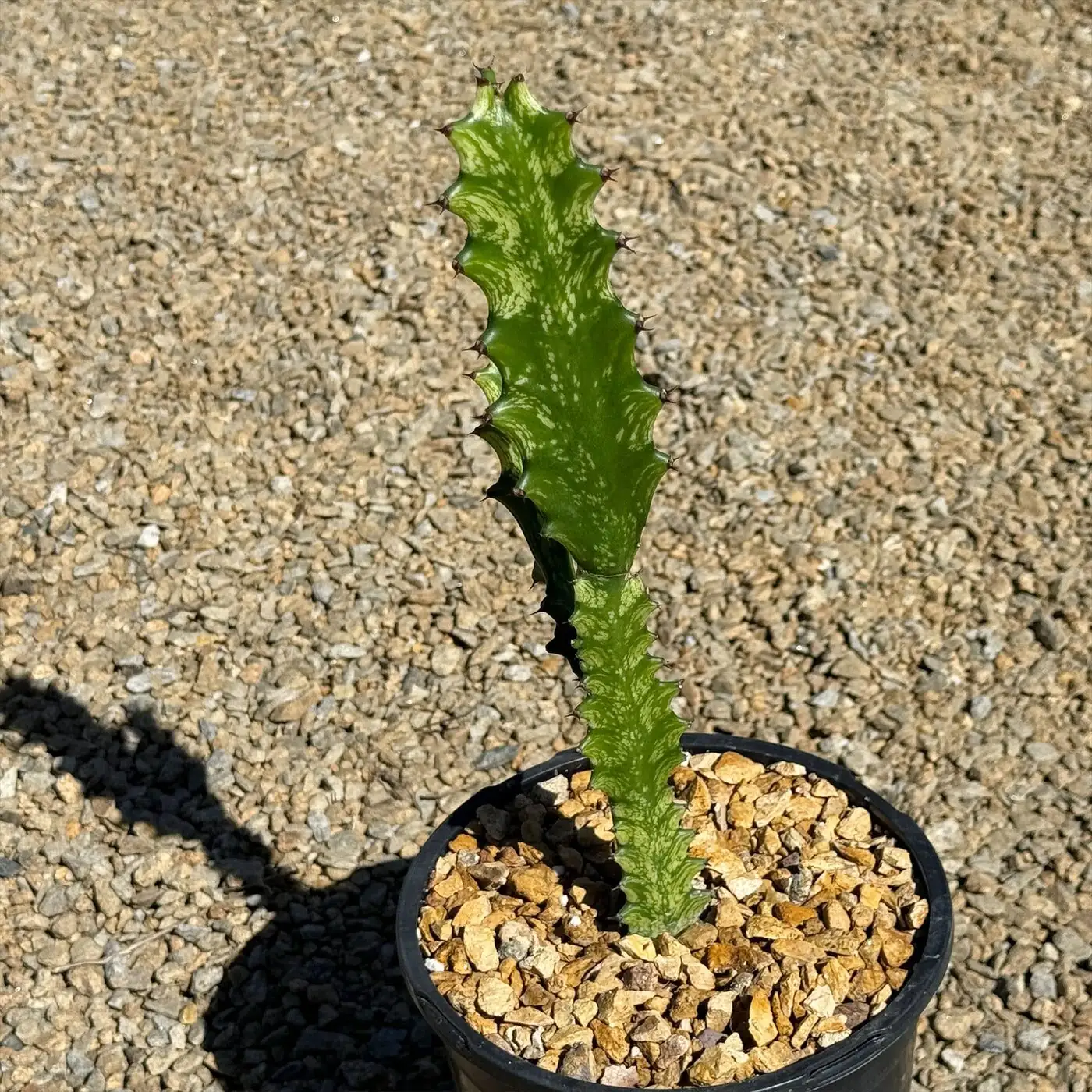 euphorbia mammillaris charcoal pot black lava