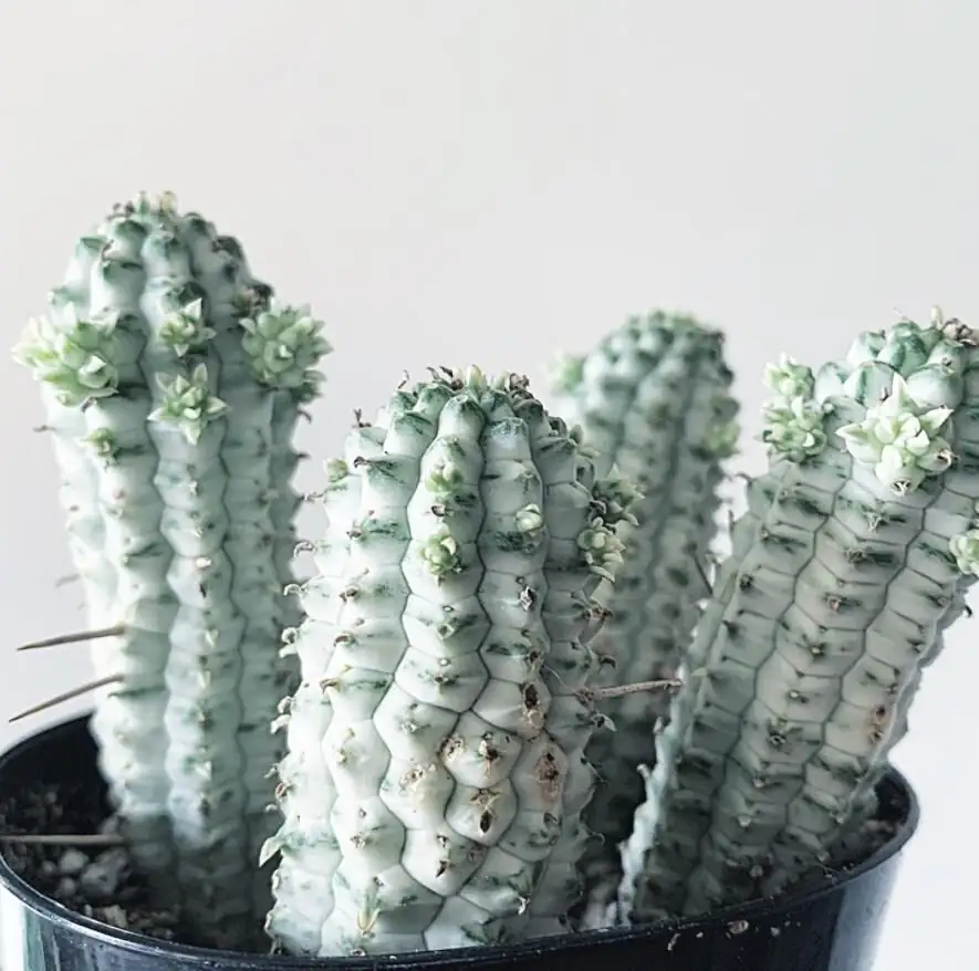 variegated euphorbia mammillaris close-up