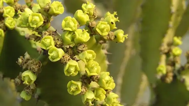 Handle With Care: The Latex-Sap Rulebook for Corn Cob Euphorbia (Pets, Kids, Eyes!)
