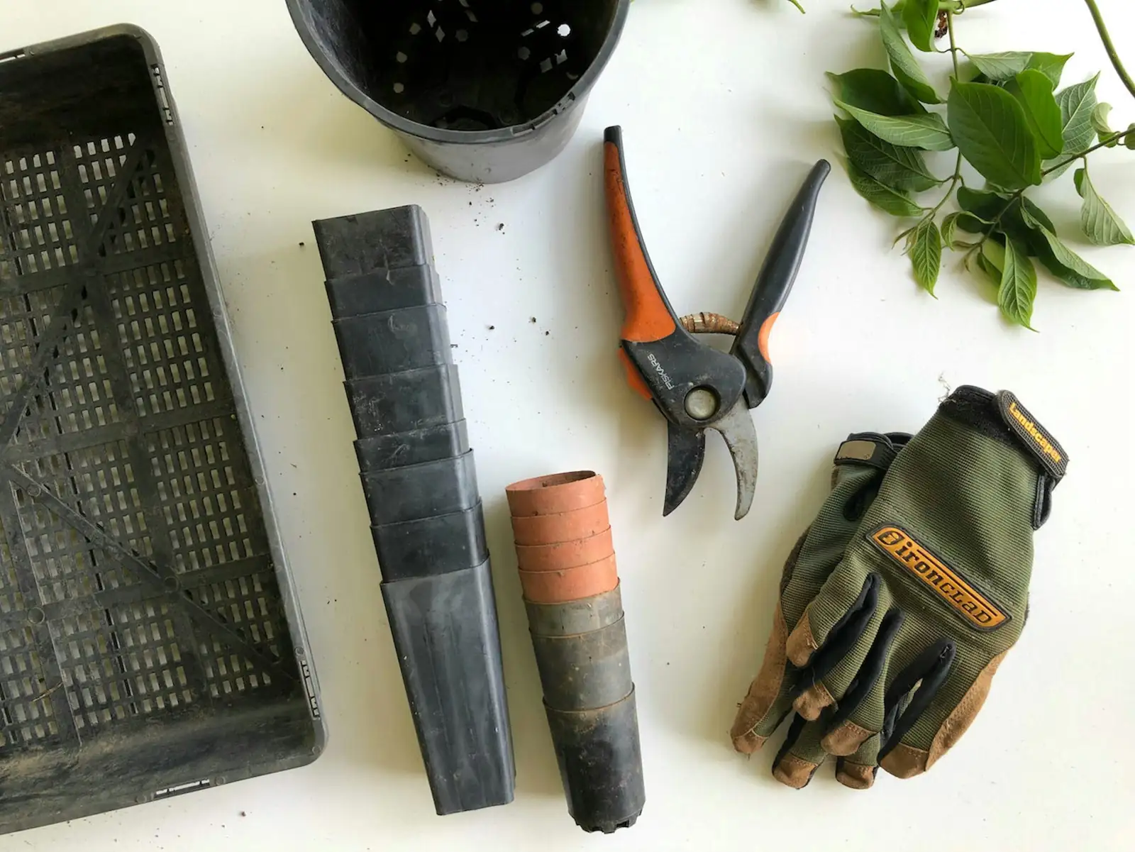 Euphorbia mammillaris gloves goggles tools