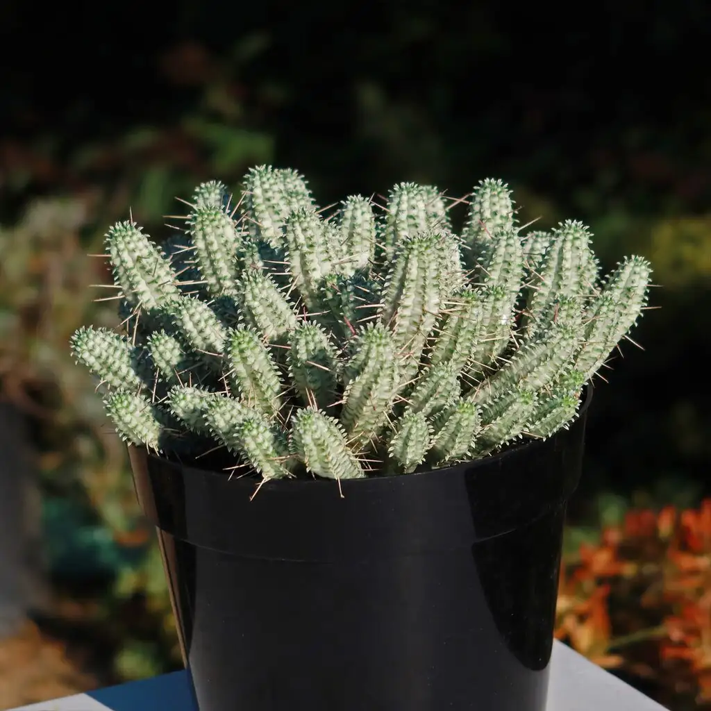Euphorbia mammillaris pruning with goggles