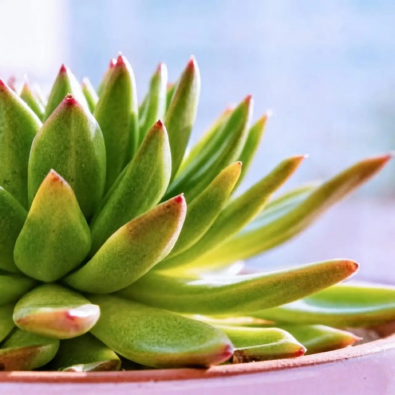euphorbia mammillaris outdoor sun acclimation