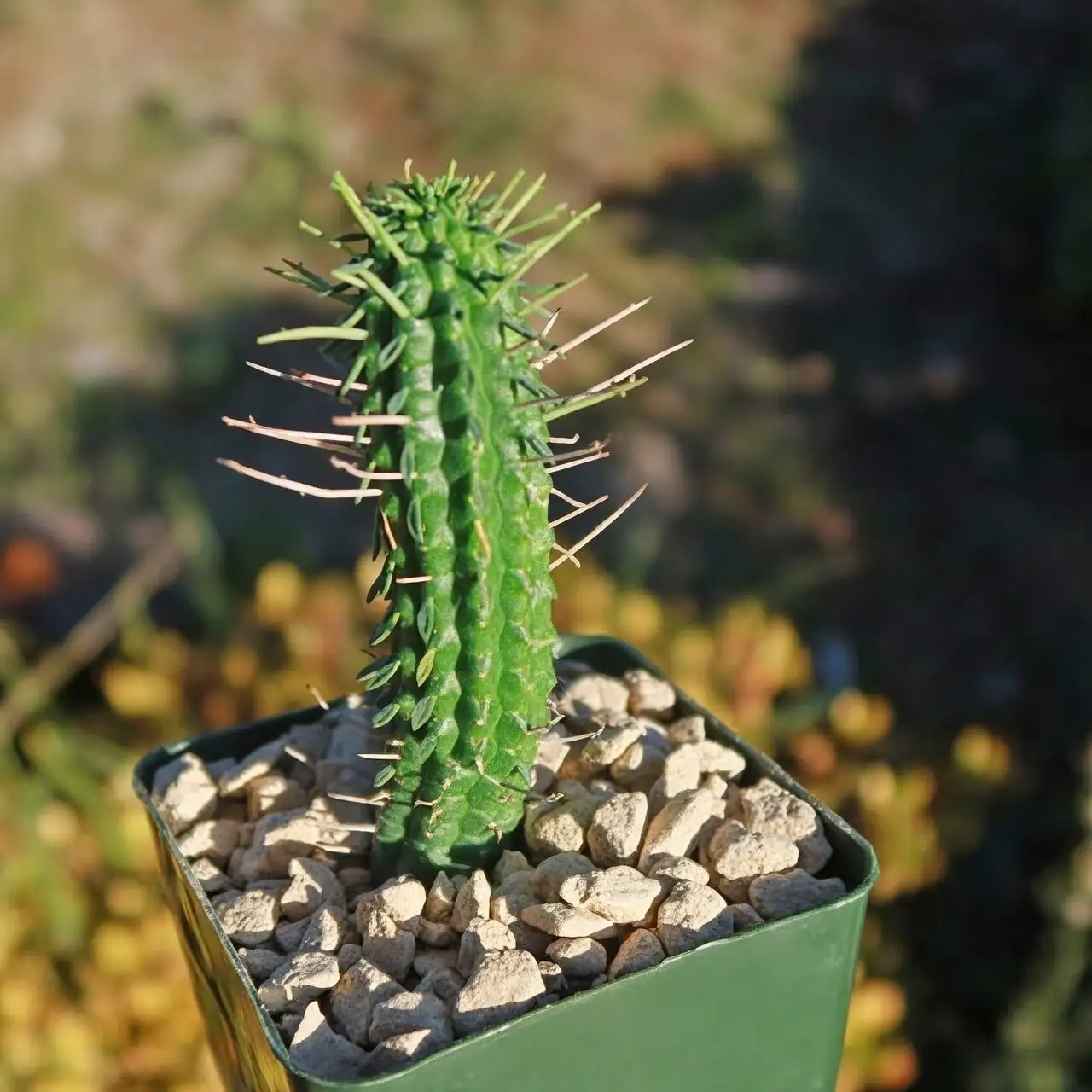 euphorbia mammillaris watering pot drainage