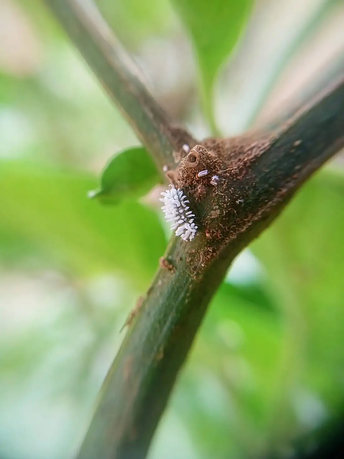 euphorbia mammillaris mealybugs macro