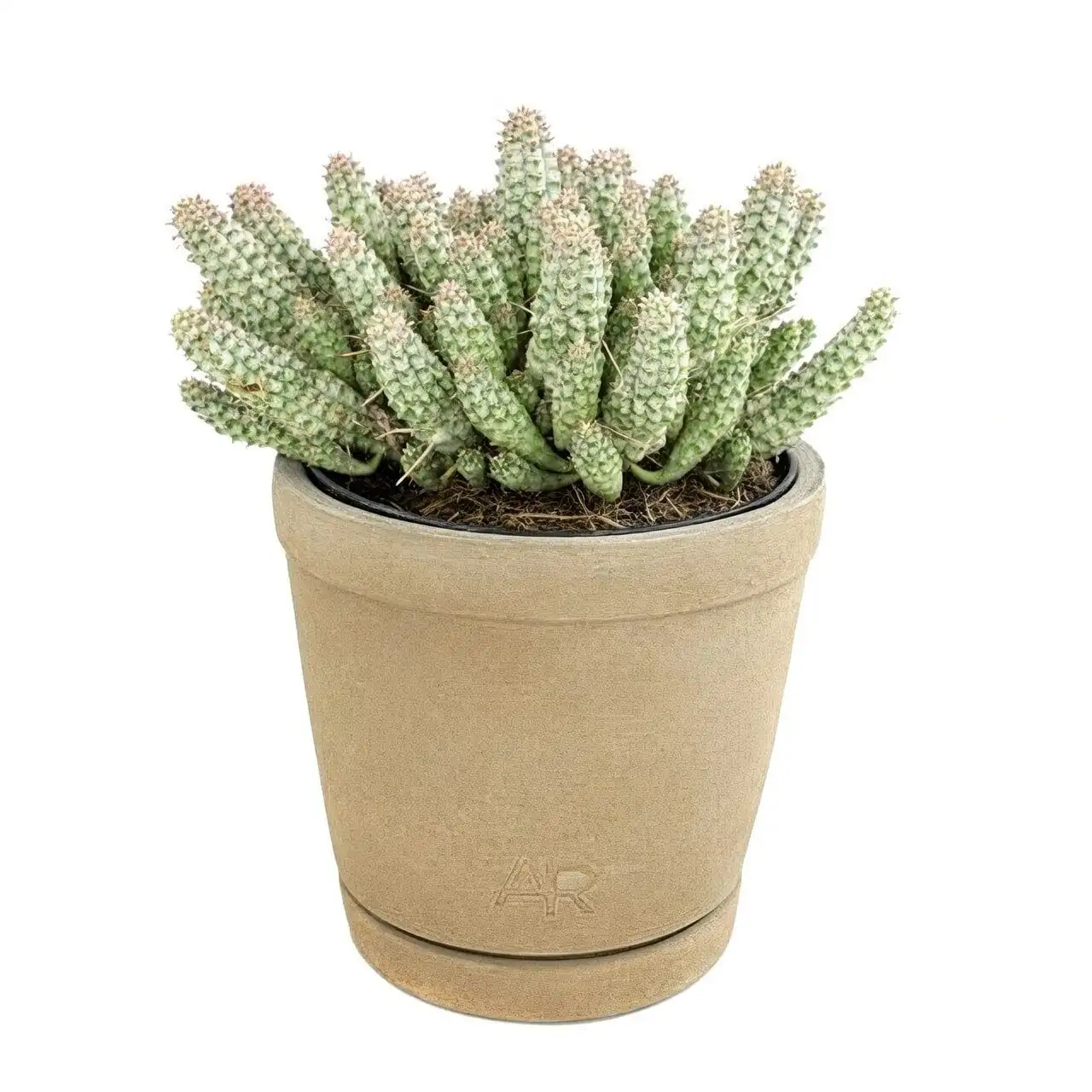 Dry Garden Dream Team: Best Pot Companions for Red Coral Spurge