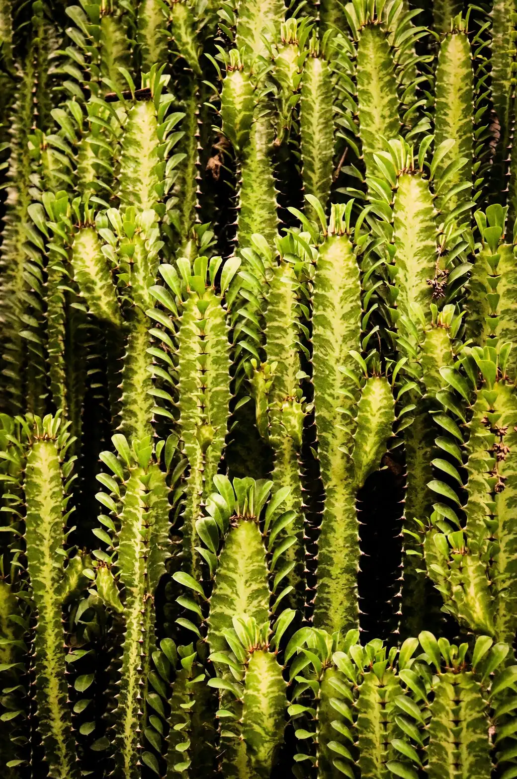 Euphorbia mammillaris red spines close-up