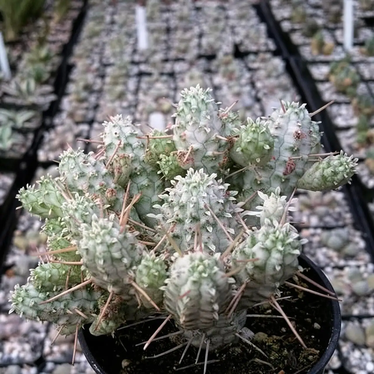 Euphorbia mammillaris echeveria sedum bowl