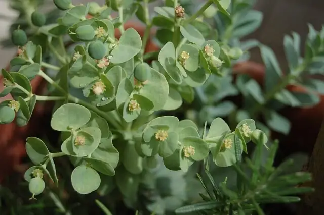 Cactus or Not? 5 Easy Tests to Tell Euphorbia from True Cacti