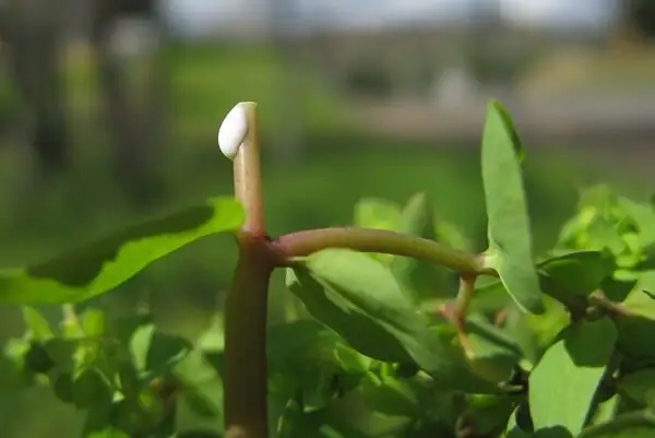 Euphorbia mammillaris milky sap cut stem