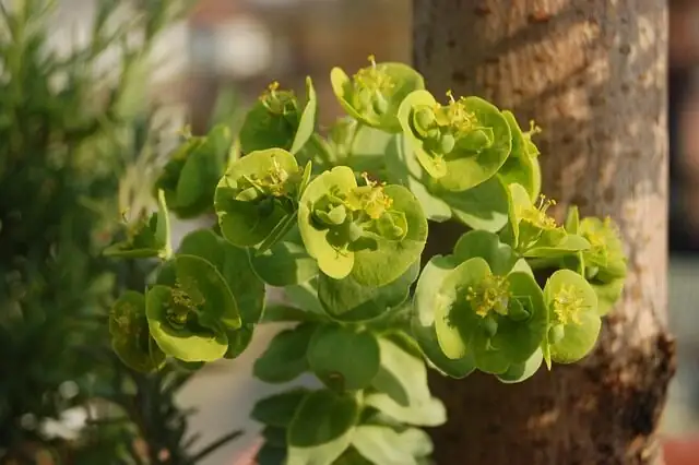 Euphorbia mammillaris ribs spines close-up