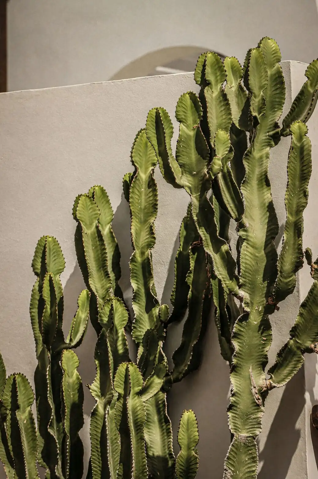 Euphorbia mammillaris cyathia macro